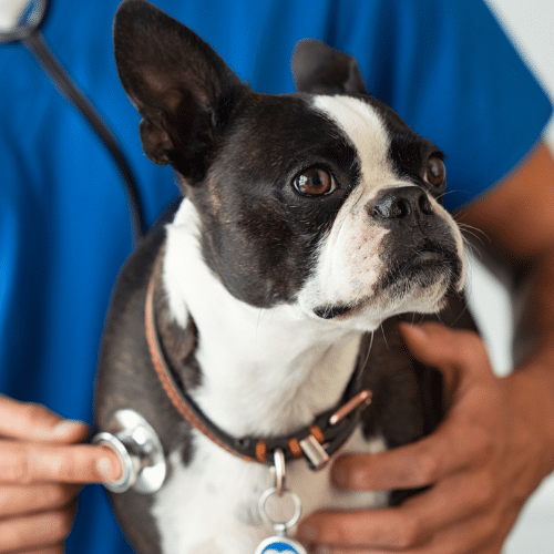 A dog wearing a protective cone around its head