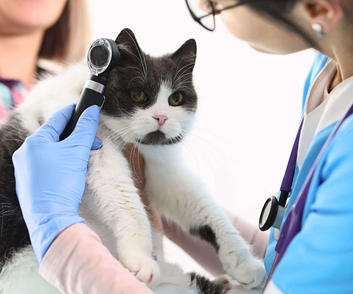 gray and white cat having their ears checked at the vet