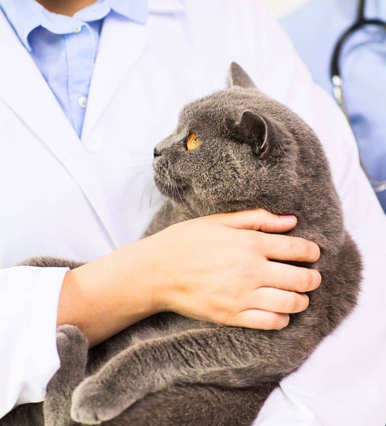 A veterinarian examining a small dog
