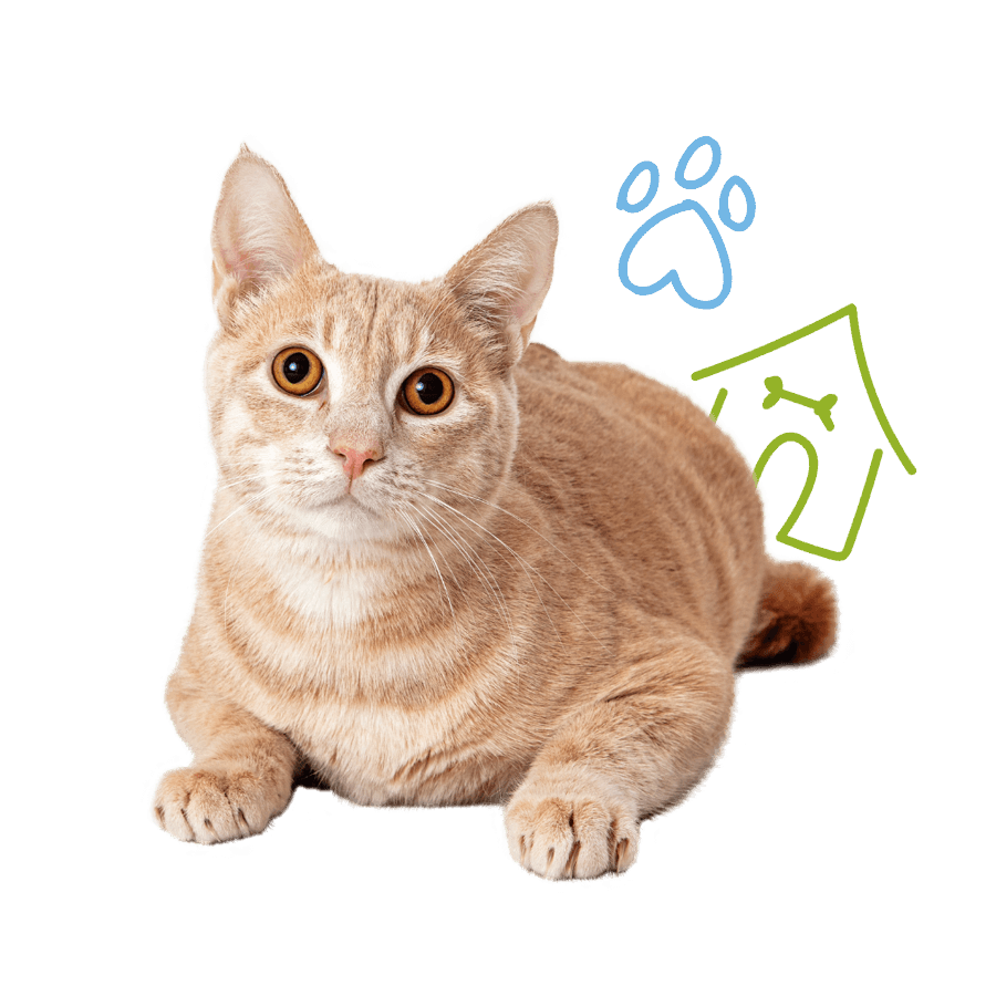 A playful kitten sits beside a house