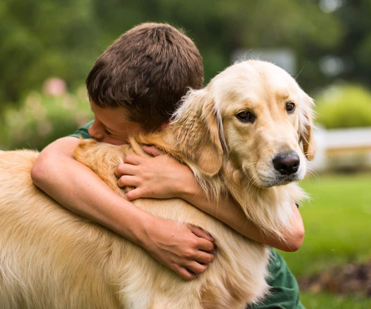 somber moment of a boy hugging his older golden retriever dog outside