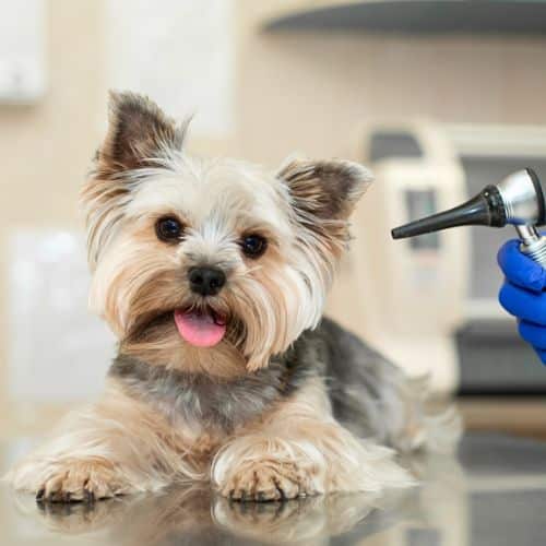 A Boston Terrier receives a  health examination