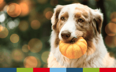 Holiday Safety for Pets: Thanksgiving Edition