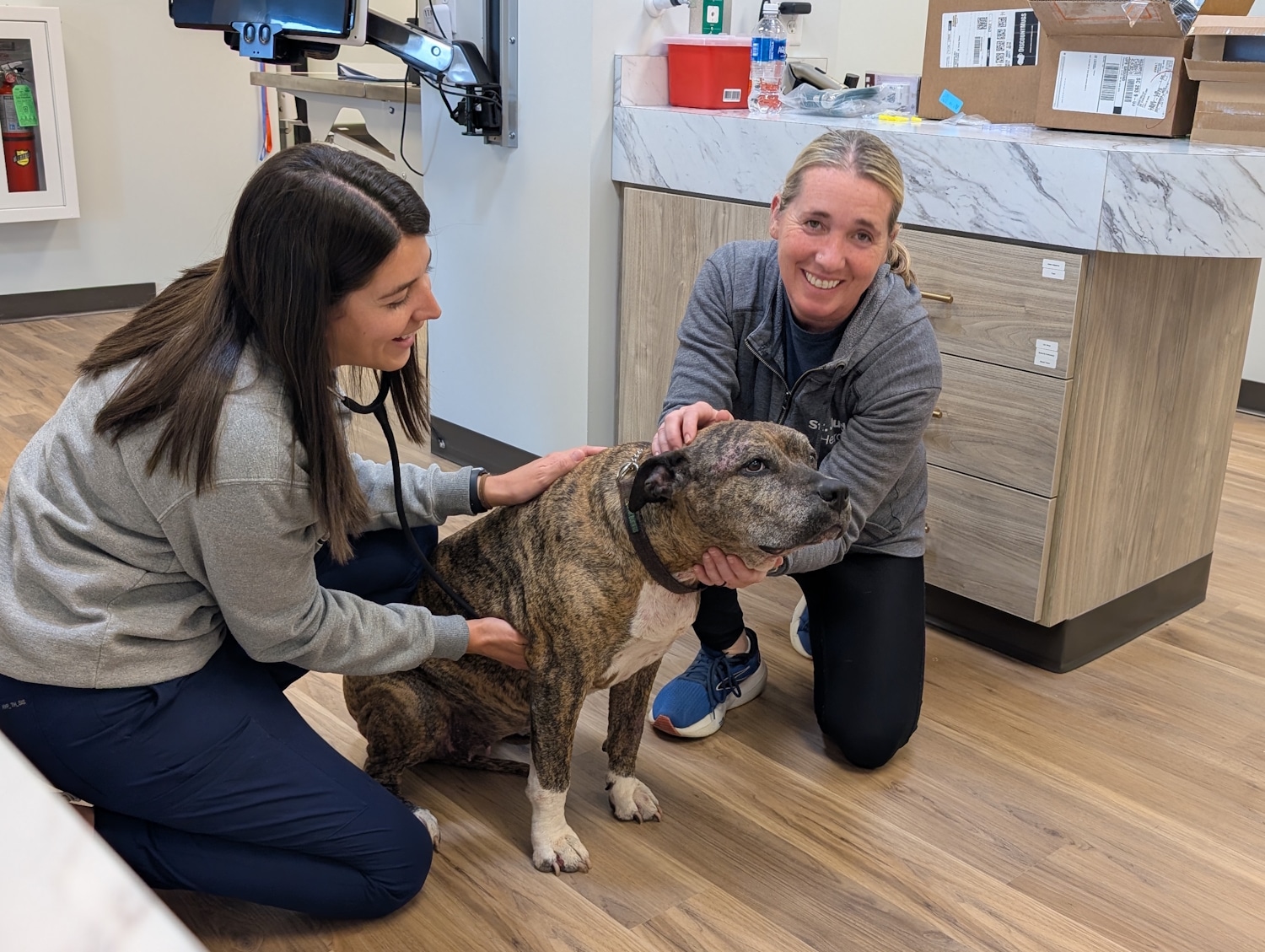 Two vets smile while caring for a large brindle dog