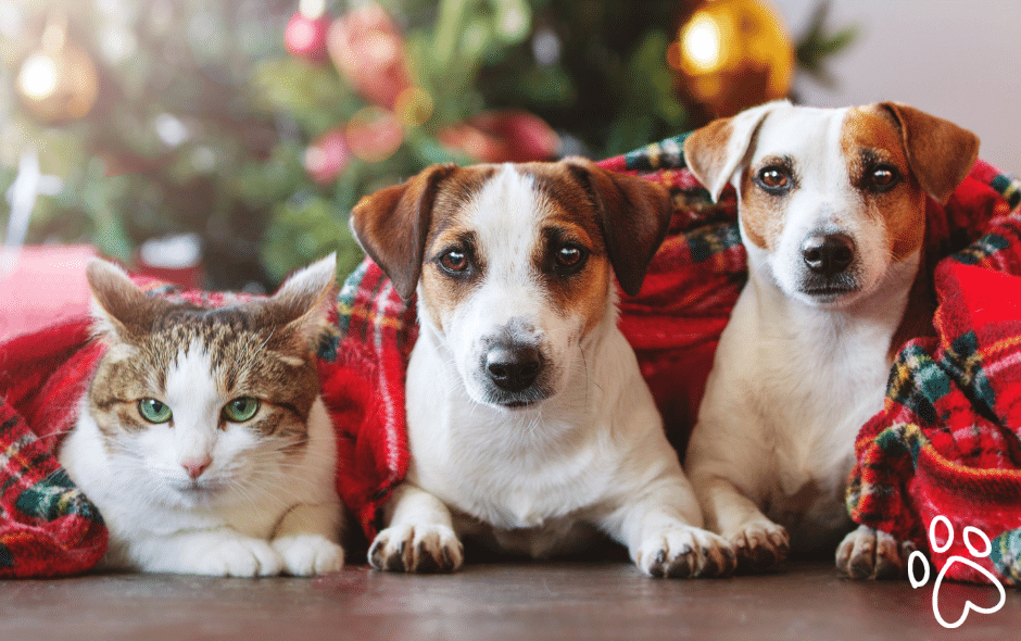 two dogs and a cat under a blanket near a Christmas tree
