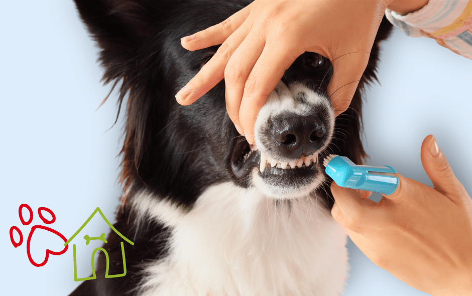 Brushing your pets teeth