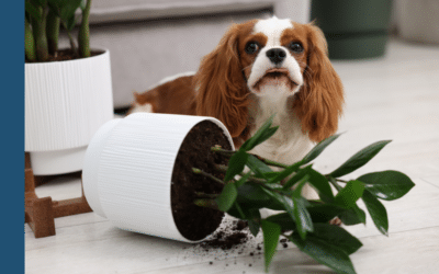 What Pets Should Never Eat: Common Household Toxins in Lyman, SC