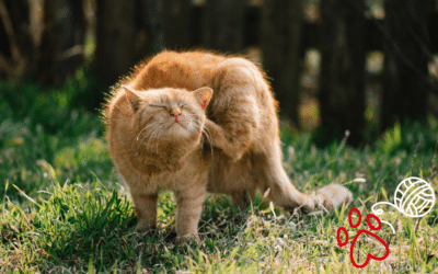 Why Is My Pet Scratching So Much This Spring in Lyman, SC? (7 Common Causes + Fast Relief)