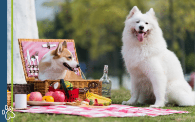 Memorial Day Pet Safety Tips for Lyman Pet Families