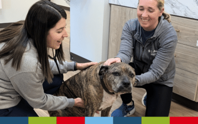What to Expect at Your Pet’s Vet Visit and How to Make the Most of It